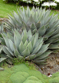 Agave parryi